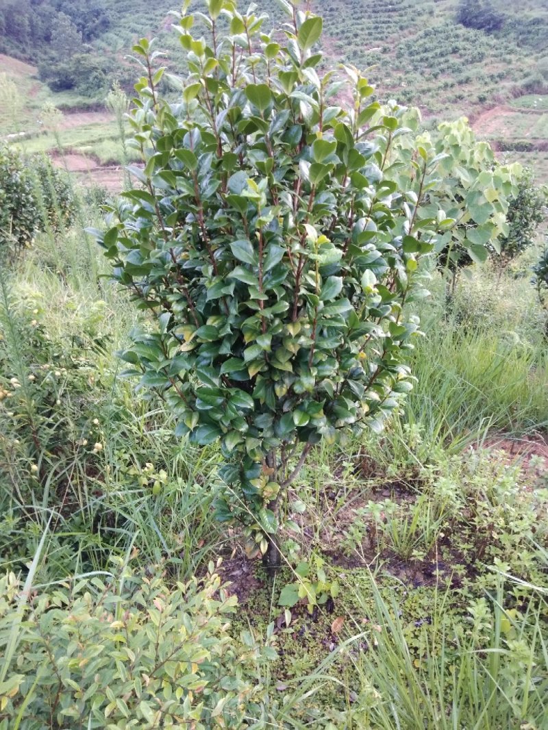 供应茶花树绿化工程桂花红继木塔柏黄素梅等！承接绿化工程苗