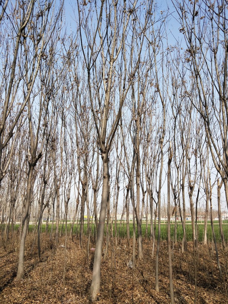 栾树，7，8，9公分统货