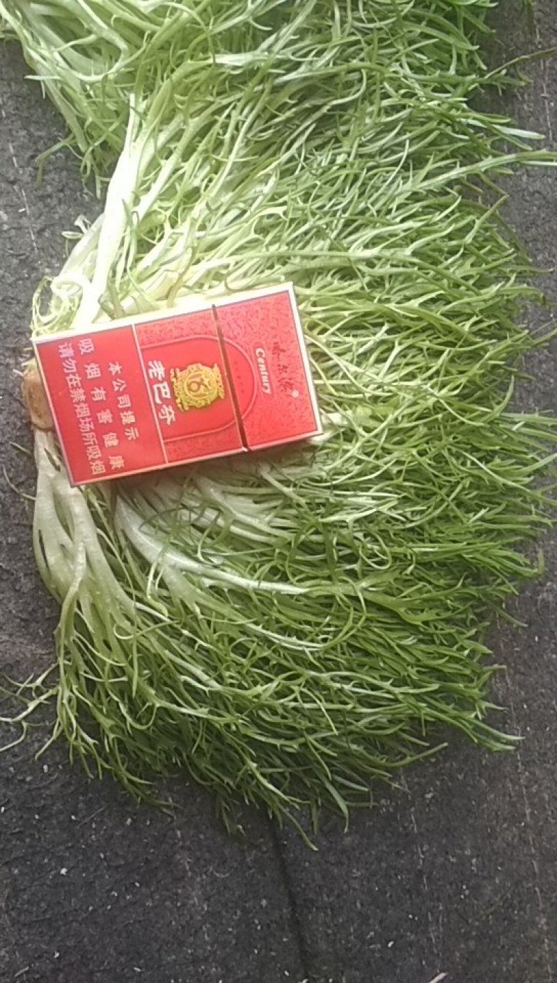 精品凤尾苦菊大量上市有需要的联系