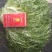 精品凤尾苦菊大量上市有需要的联系