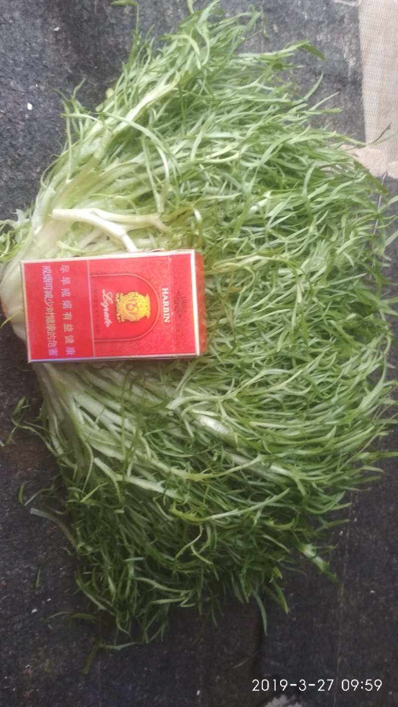 精品凤尾苦菊大量上市有需要的联系