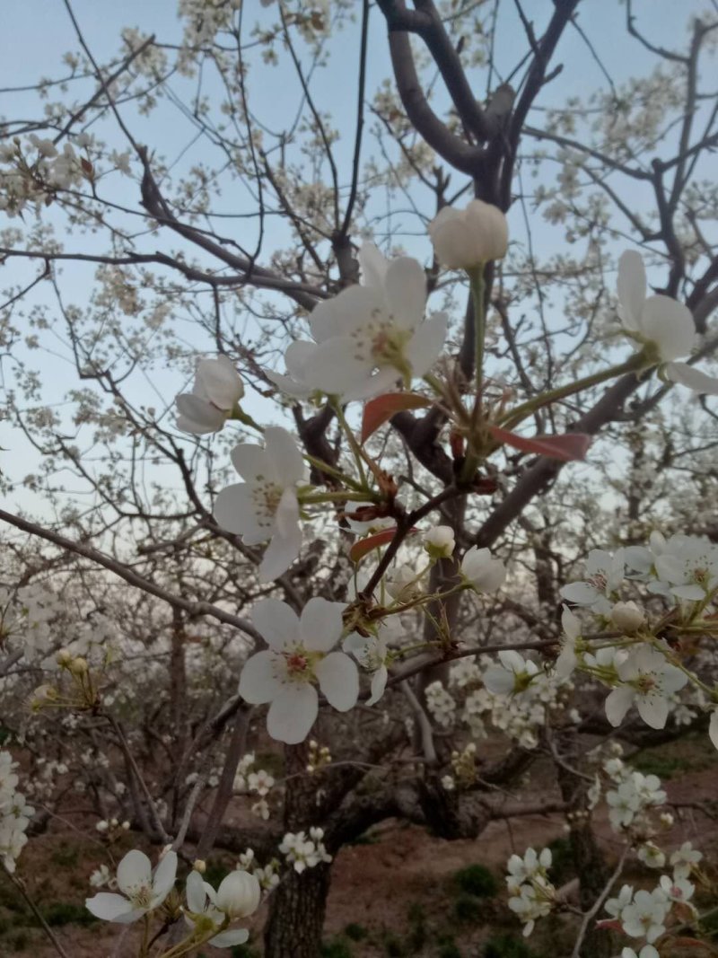 红香酥梨