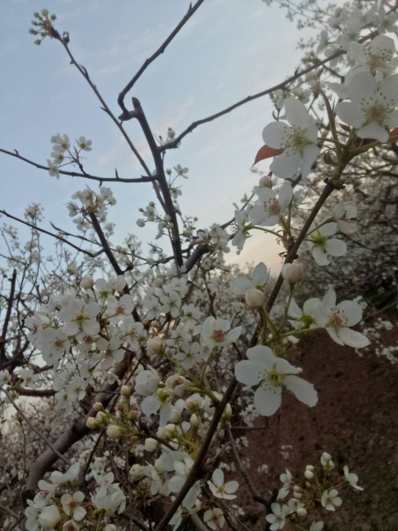 红香酥梨