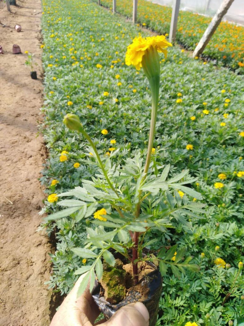 [热卖]孔雀草大量上市苗圃直发品种齐全常年有货