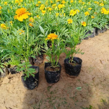 [热卖]孔雀草大量上市苗圃直发品种齐全常年有货