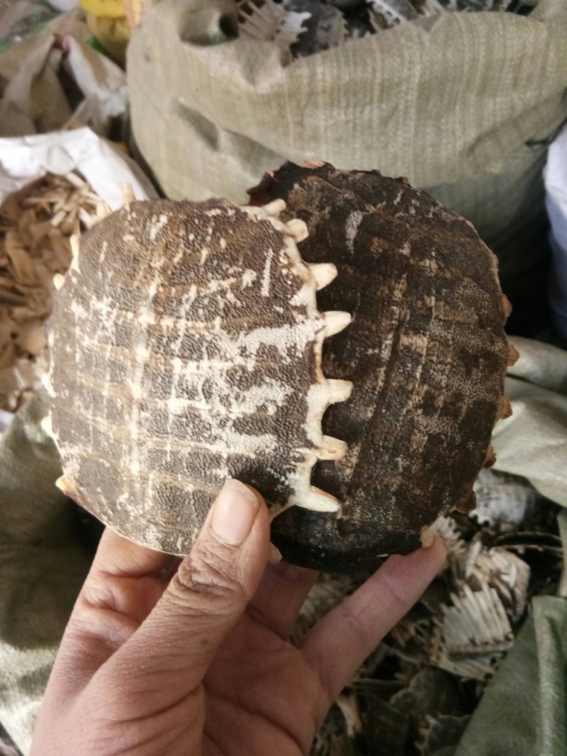 鳖甲湖北无硫熏各种规格一公斤起包邮
