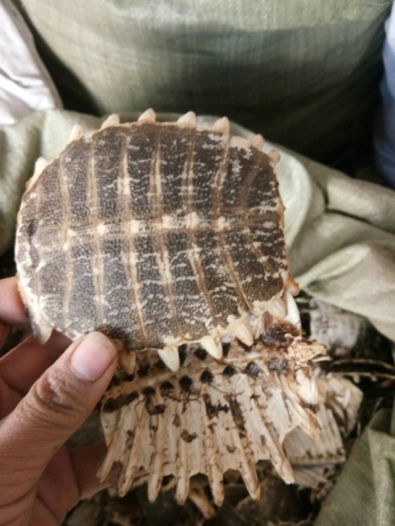 鳖甲湖北无硫熏各种规格一公斤起包邮
