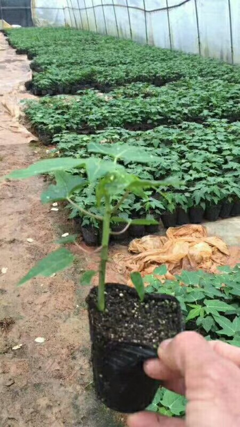 红肉水果木瓜苗大白木瓜苗木瓜种苗大白木瓜苗优质矮化苗