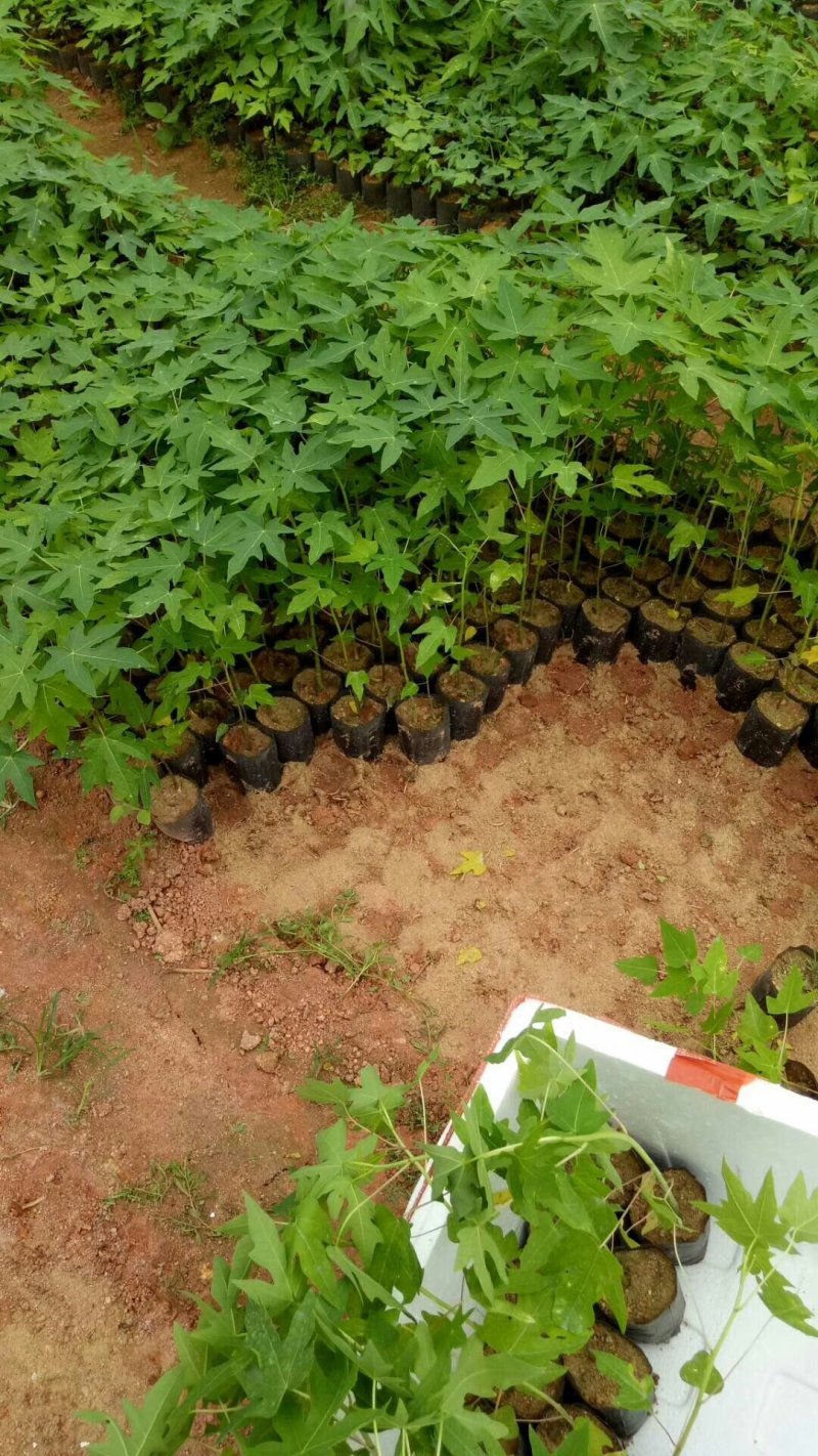 红肉水果木瓜苗大白木瓜苗木瓜种苗大白木瓜苗优质矮化苗