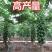 红肉水果木瓜苗大白木瓜苗木瓜种苗大白木瓜苗优质矮化苗