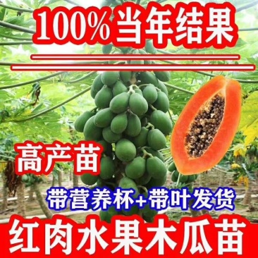 红肉水果木瓜苗大白木瓜苗木瓜种苗大白木瓜苗优质矮化苗