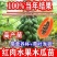 红肉水果木瓜苗大白木瓜苗木瓜种苗大白木瓜苗优质矮化苗