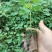 红肉水果木瓜苗大白木瓜苗木瓜种苗大白木瓜苗优质矮化苗
