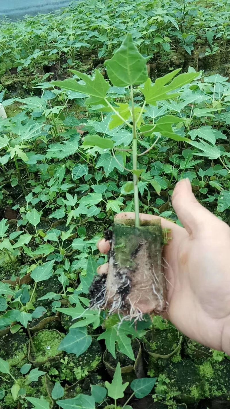 红肉水果木瓜苗大白木瓜苗木瓜种苗大白木瓜苗优质矮化苗