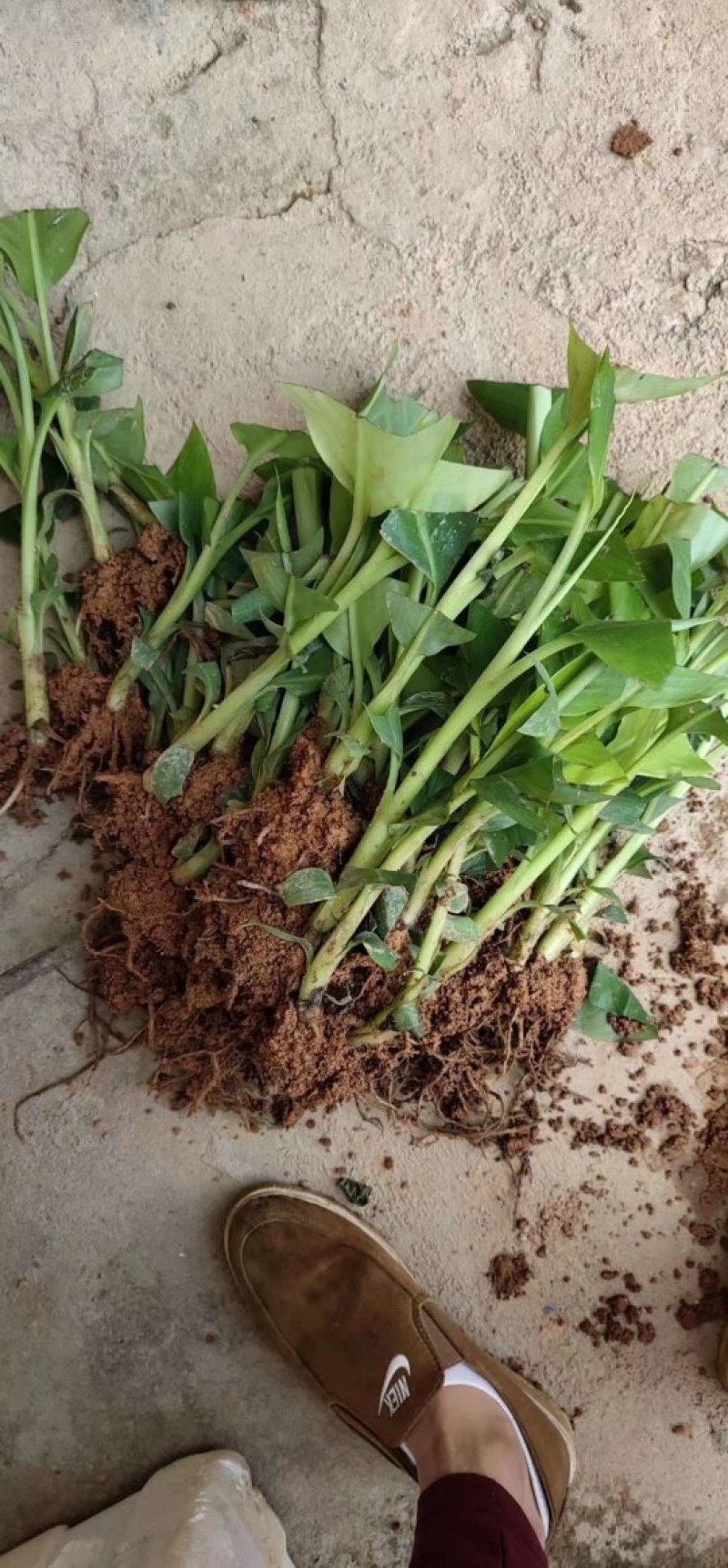 香蕉苗中蕉9号香蕉王粉蕉