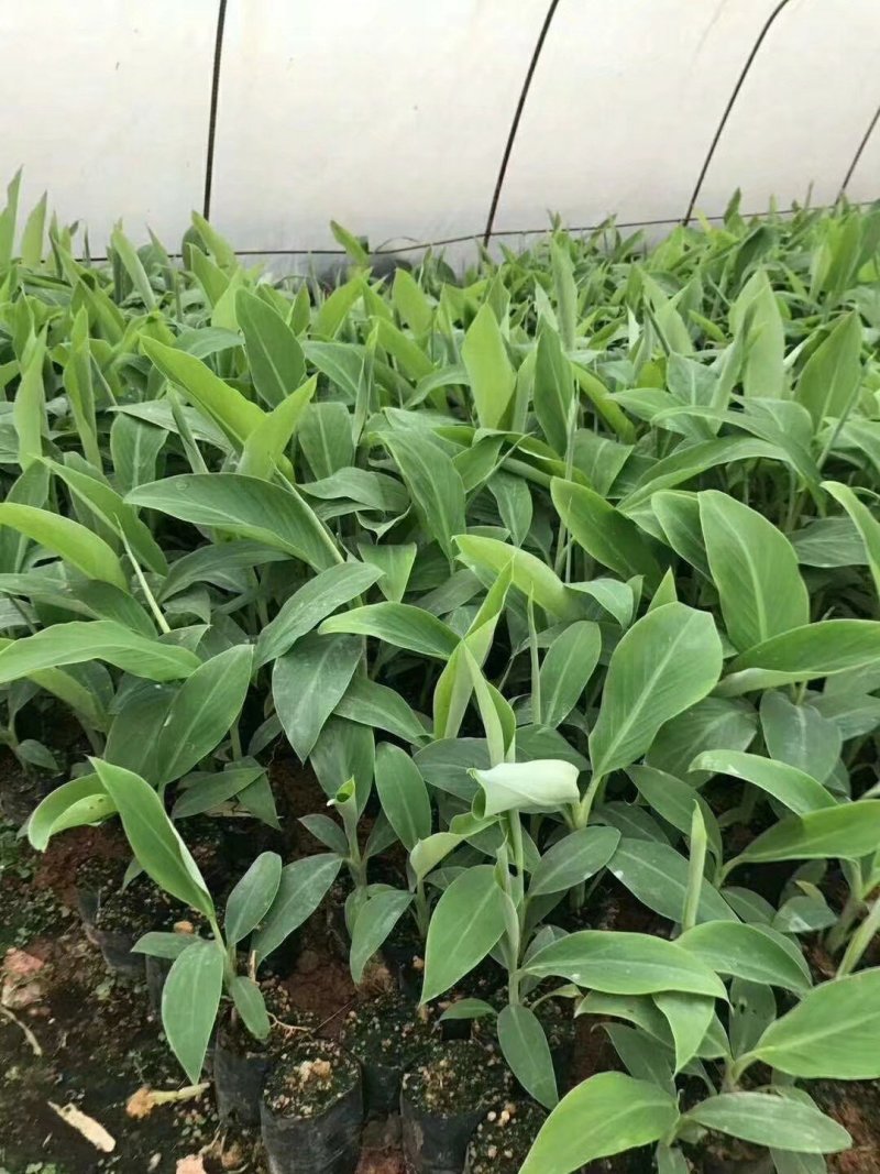 香蕉苗中蕉9号香蕉王粉蕉