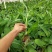 香蕉苗中蕉9号香蕉王粉蕉