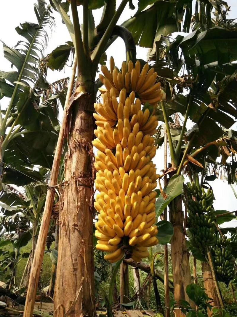 香蕉苗中蕉9号香蕉王粉蕉