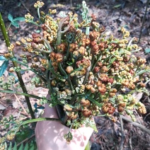 大量供应山上，纯野生蕨菜，量大价优。
