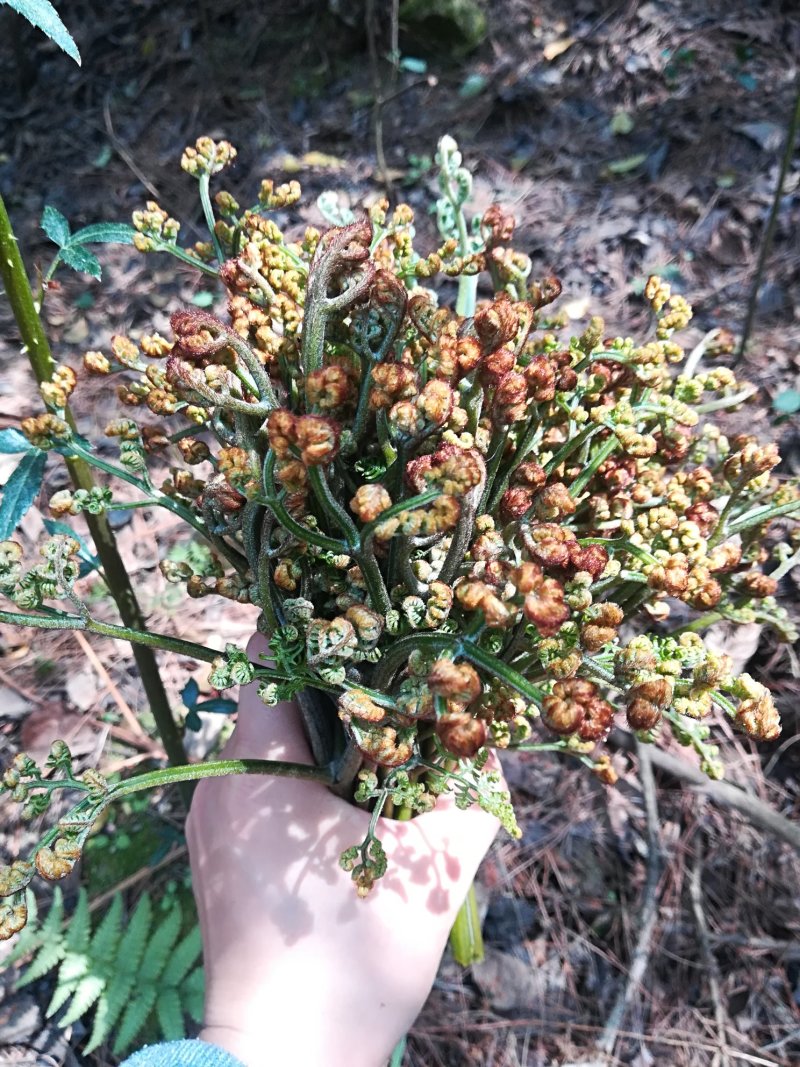 大量供应山上，纯野生蕨菜，量大价优。