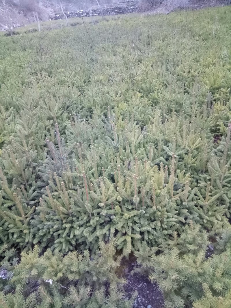 20-70的云杉苗