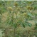 板栗苗嫁接大红袍板栗苗适宜南北方栽植保鲜发货
