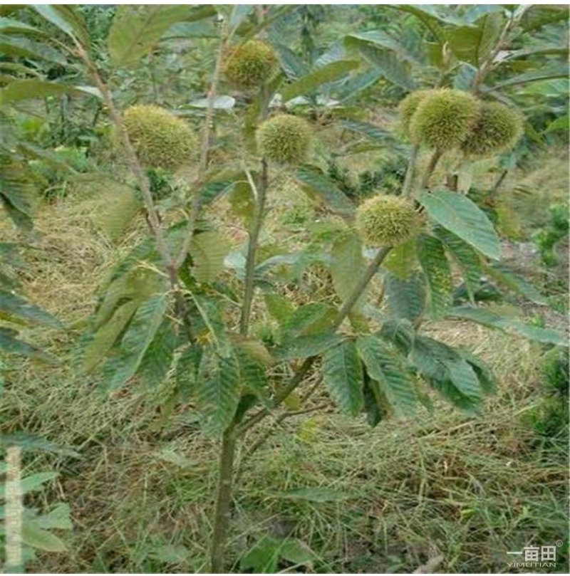 板栗苗嫁接大红袍板栗苗适宜南北方栽植保鲜发货