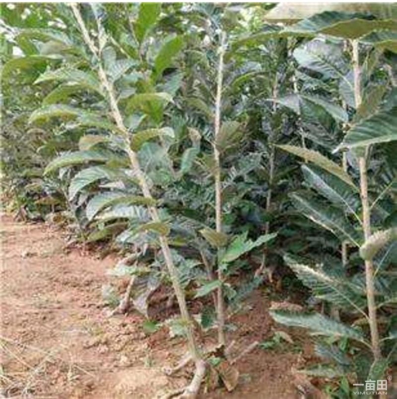 板栗苗嫁接大红袍板栗苗适宜南北方栽植保鲜发货