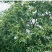 板栗苗嫁接大红袍板栗苗适宜南北方栽植保鲜发货