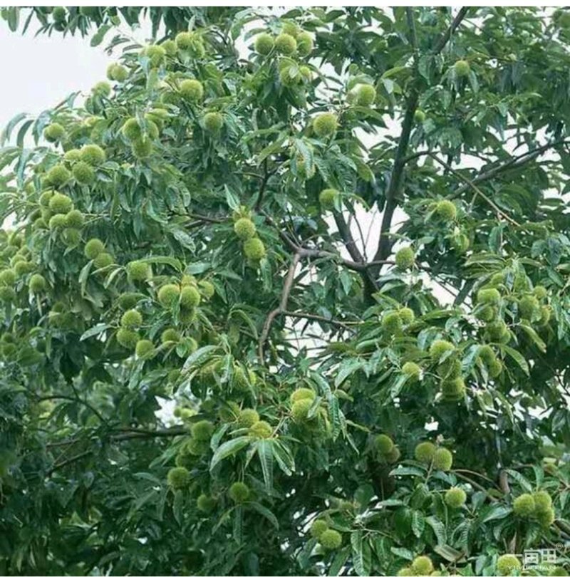 板栗苗嫁接大红袍板栗苗适宜南北方栽植保鲜发货