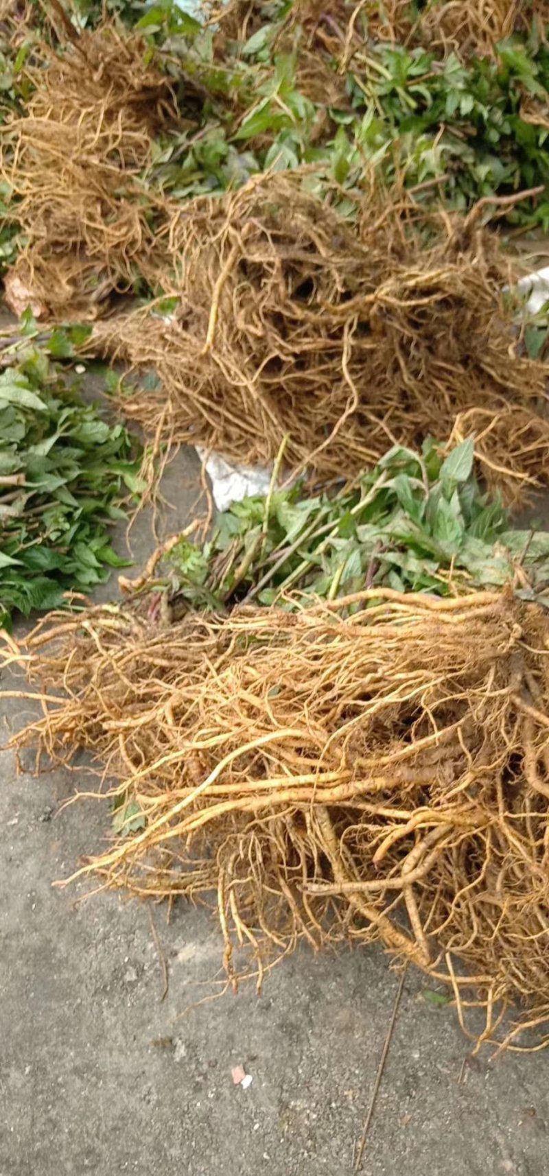 红果参黑老虎苗基地直供苗