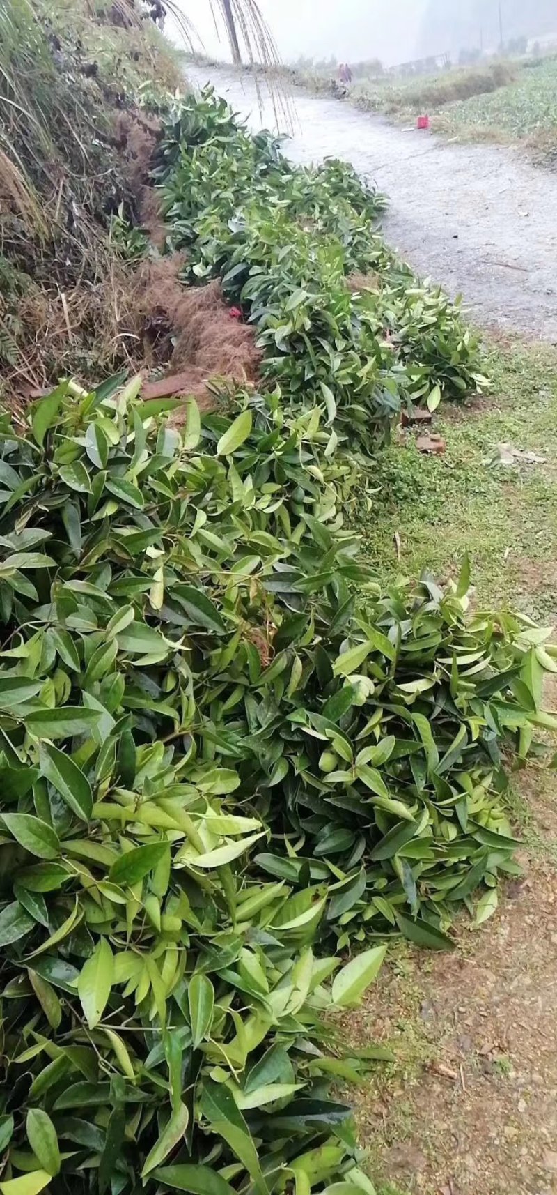 红果参黑老虎苗基地直供苗