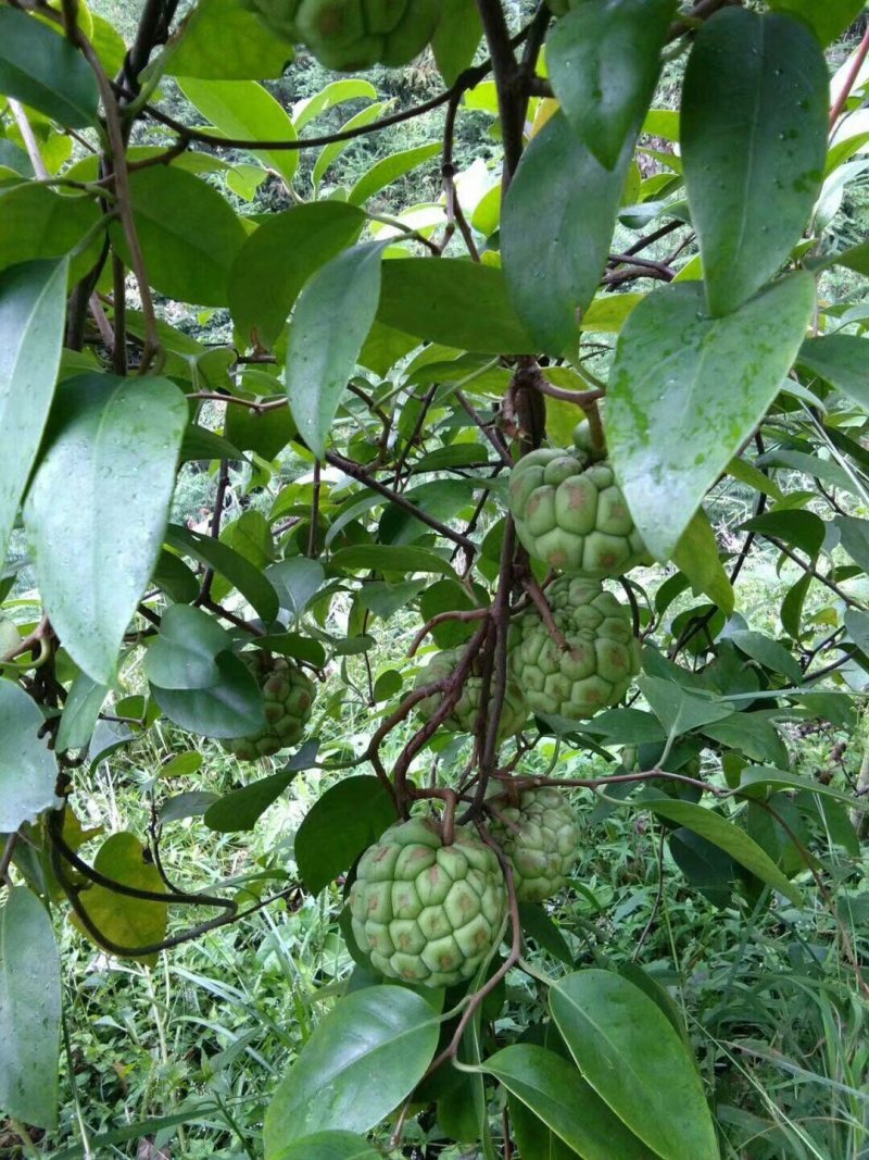 红果参黑老虎苗基地直供苗