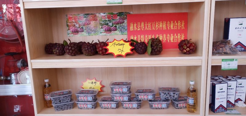红果参黑老虎苗基地直供苗