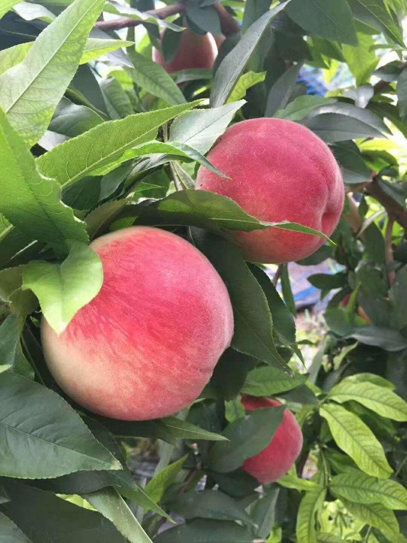 春晓极早熟毛桃树苗产量高个头大脆甜爽口