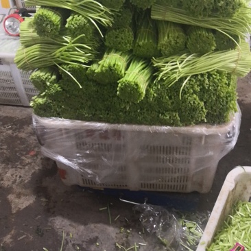 芦篙