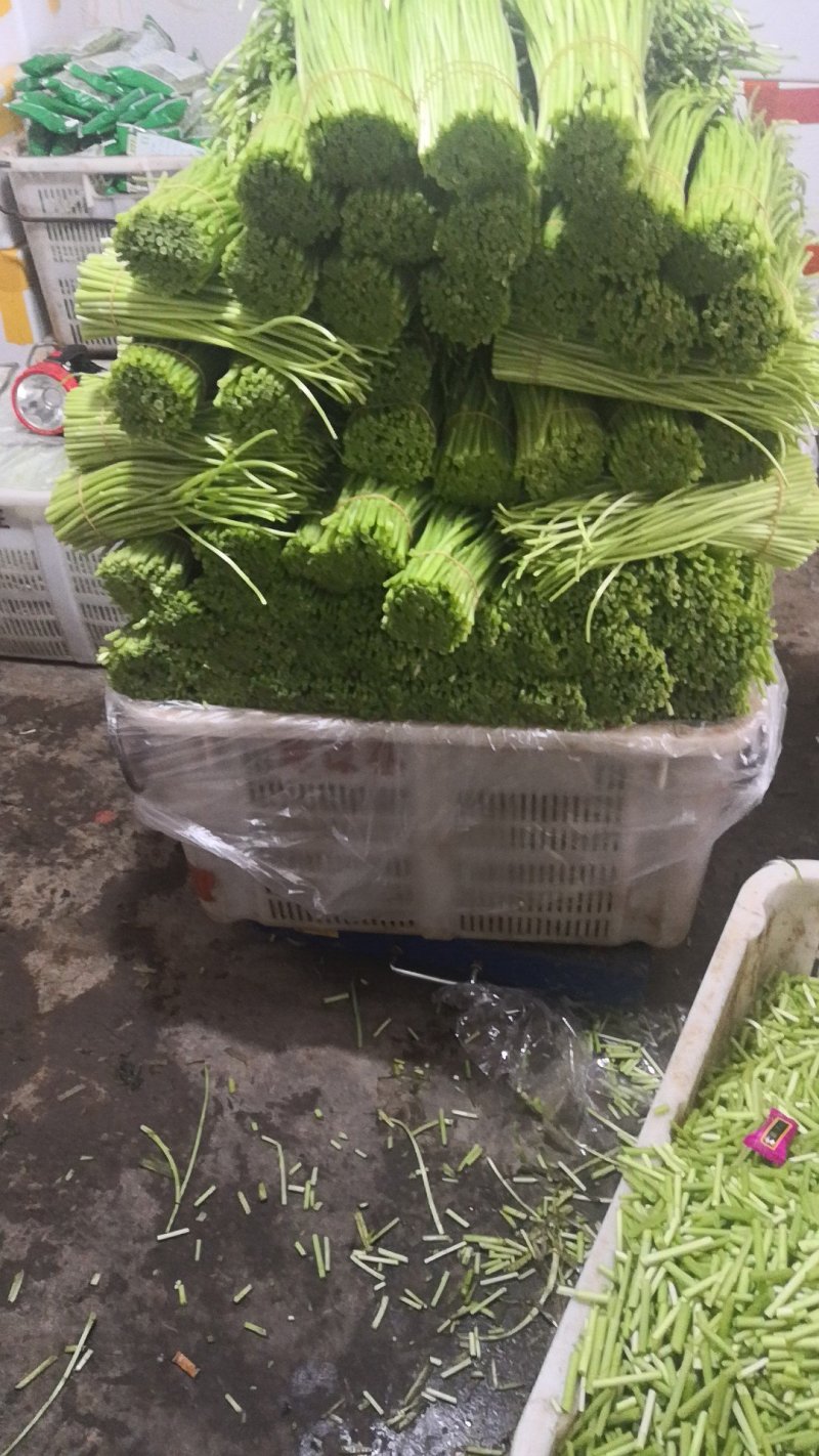 芦篙
