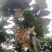 蜂蜜