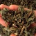 中药材溪黄草批发零售量大从优