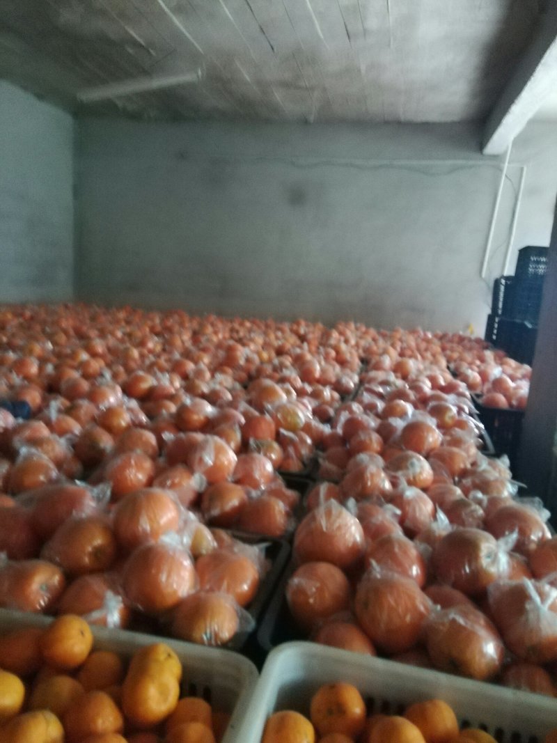 湖南湘西优质脐橙大量走货中