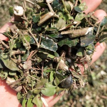 中药材无硫绣花针虎刺批发零售大货供应