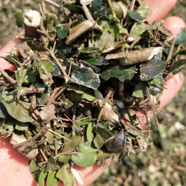 中药材无硫绣花针虎刺批发零售大货供应