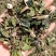 中药材无硫绣花针虎刺批发零售大货供应