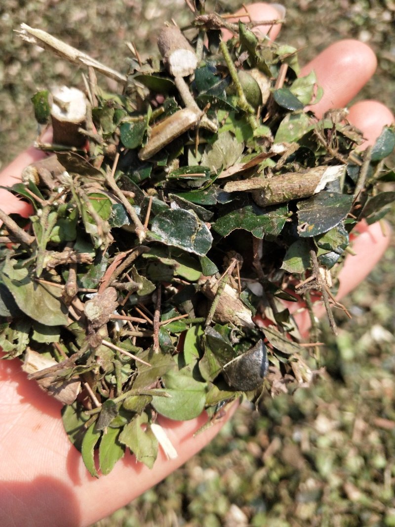 中药材无硫绣花针虎刺批发零售大货供应
