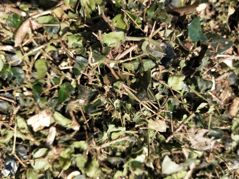 中药材无硫绣花针虎刺批发零售大货供应