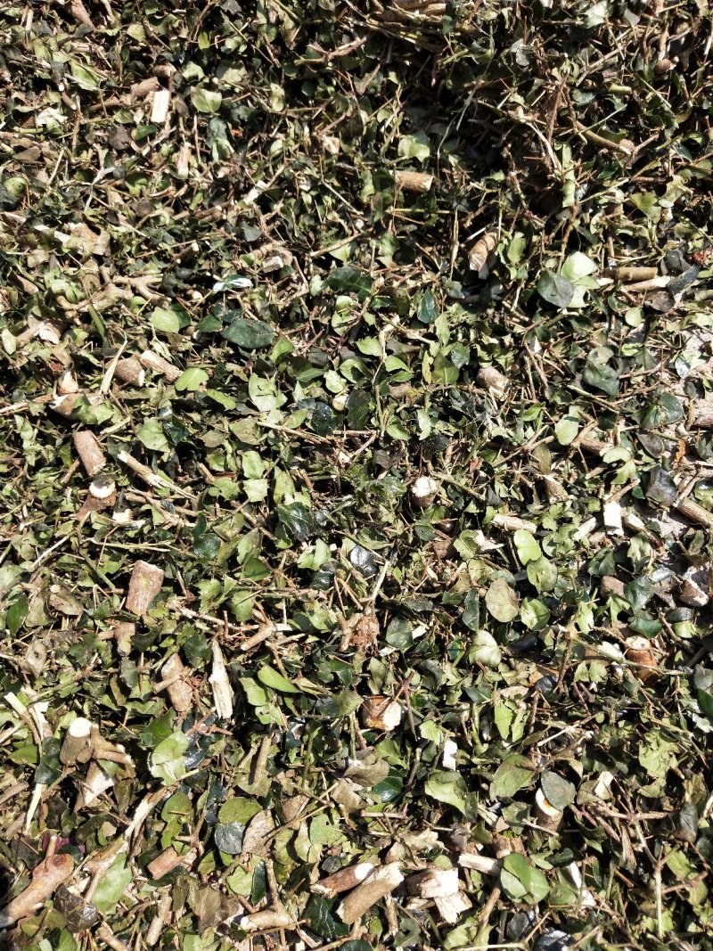中药材无硫绣花针虎刺批发零售大货供应