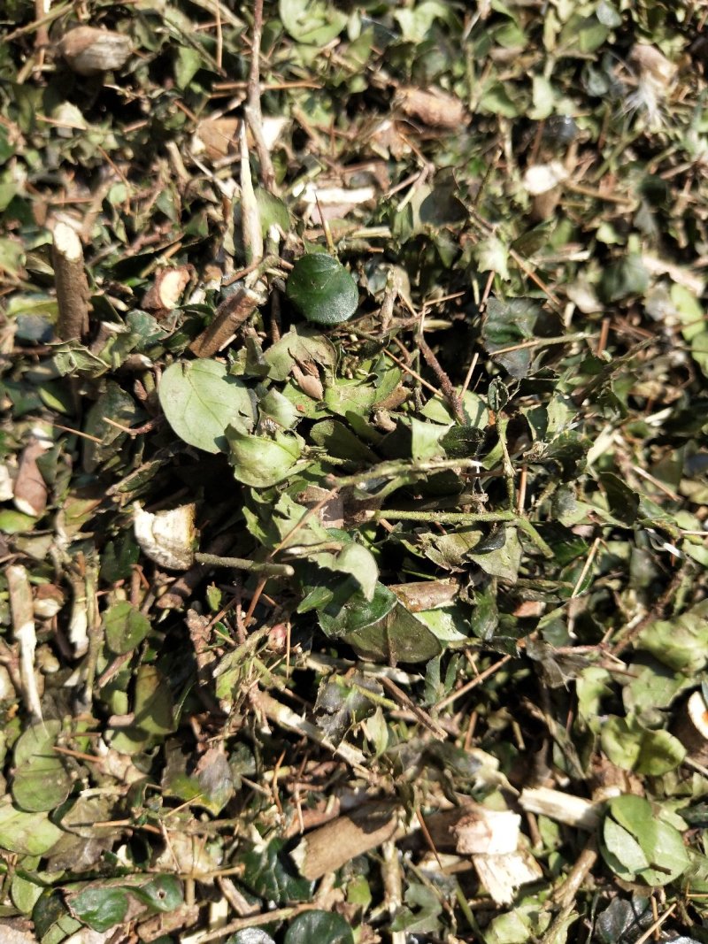 中药材无硫绣花针虎刺批发零售大货供应