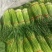 蒜薹，上市，大量上市红帽蒜苔品质好价格优
