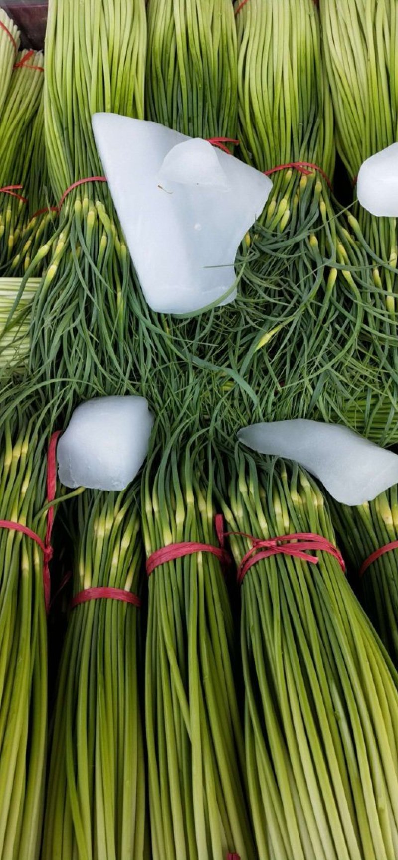 蒜薹，上市，大量上市红帽蒜苔品质好价格优