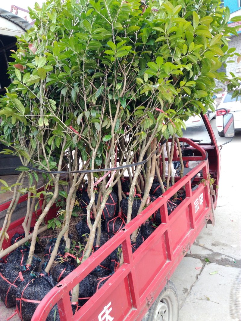 大果红花油茶4一5年苗